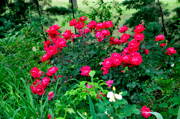 flowers